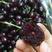 《特大果》大樱桃树苗新品种俄罗斯八号美早车厘子黑珍珠