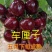 《特大果》大樱桃树苗新品种俄罗斯八号美早车厘子黑珍珠