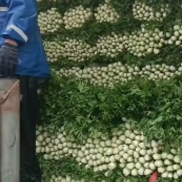 精品皇后芹菜大量上市中，专业的工人干活，价格不高！