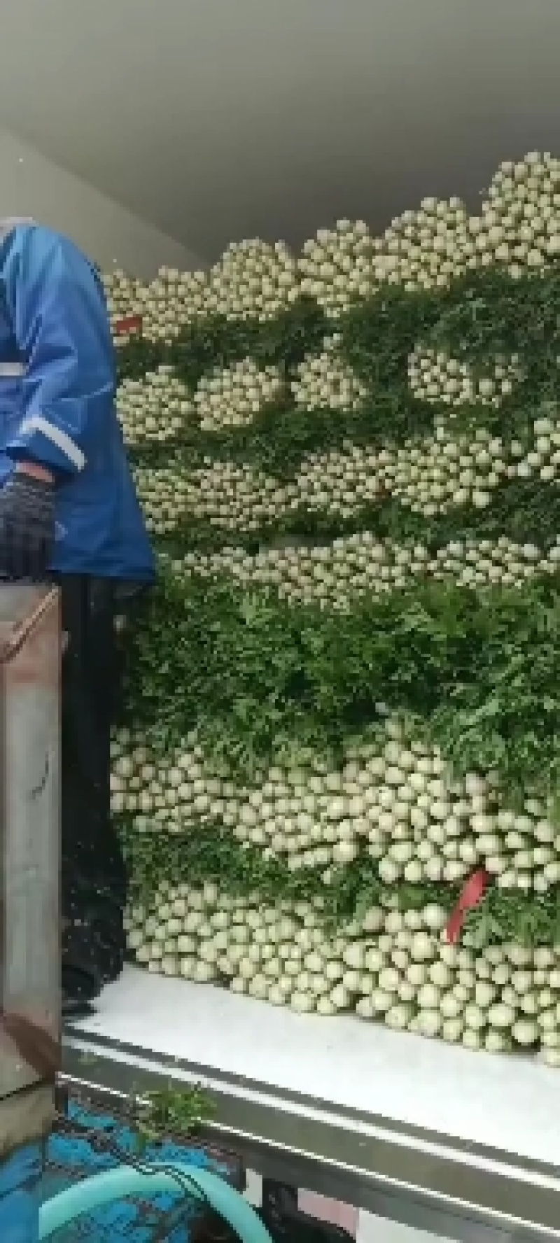 精品皇后芹菜大量上市中，专业的工人干活，价格不高！