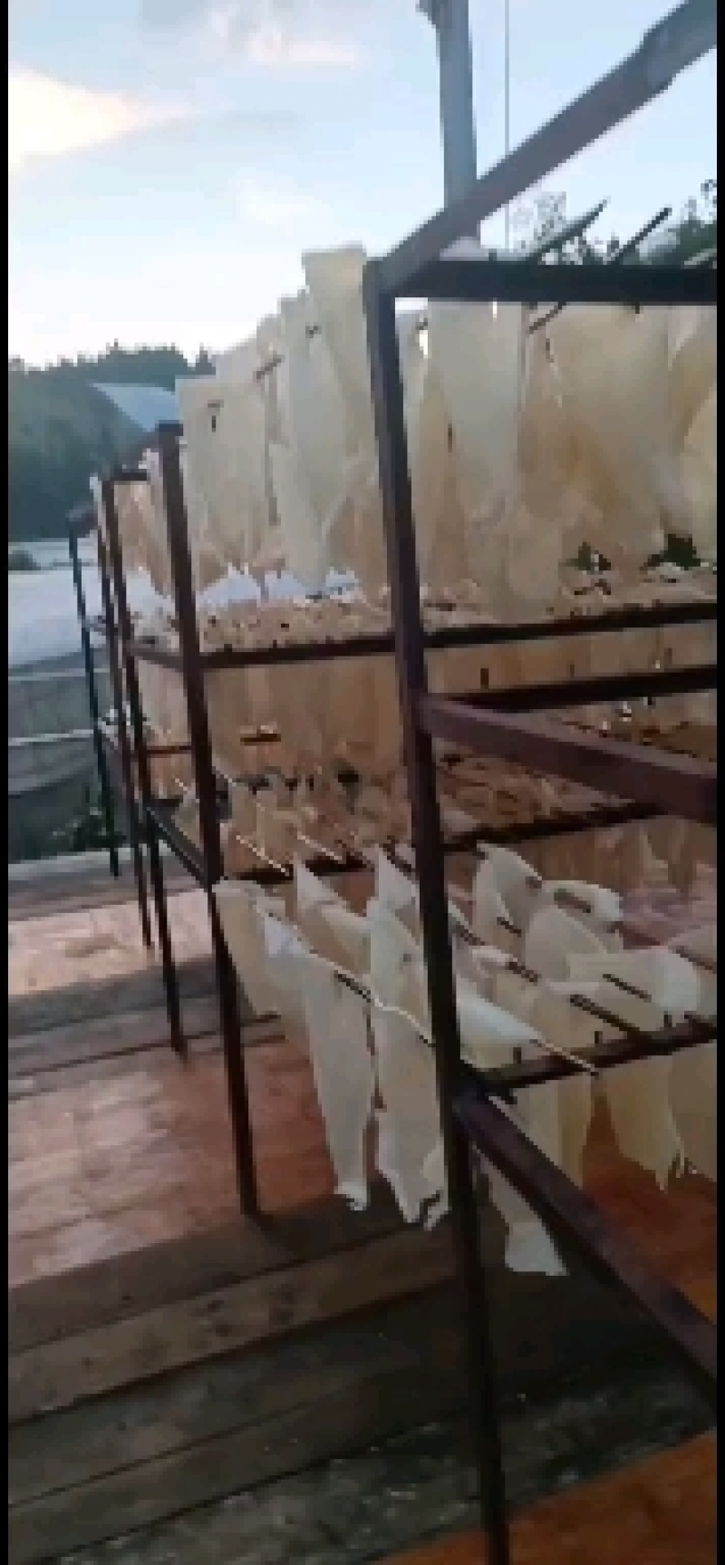 速万食品万顺肉皮加工厂加工的不浇油大块油炸猪皮
