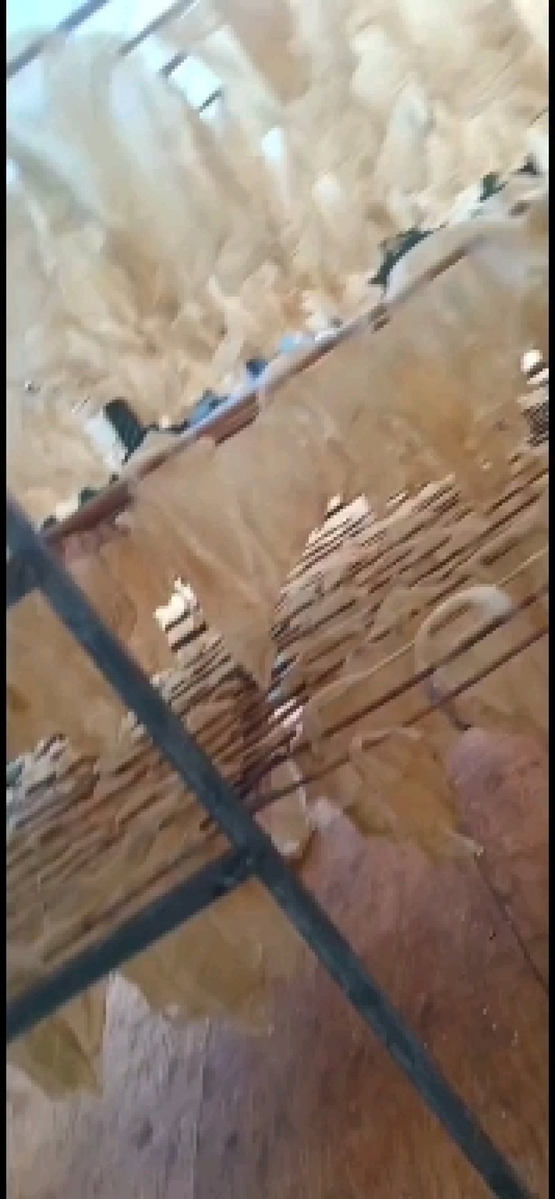 速万食品万顺肉皮加工厂加工的不浇油大块油炸猪皮