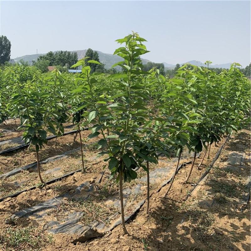 《特大果》大樱桃树苗新品种俄罗斯八号美早车厘子黑珍珠