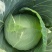 基地精品好菜，常年有货，清秀无虫，无烂底板，八成熟