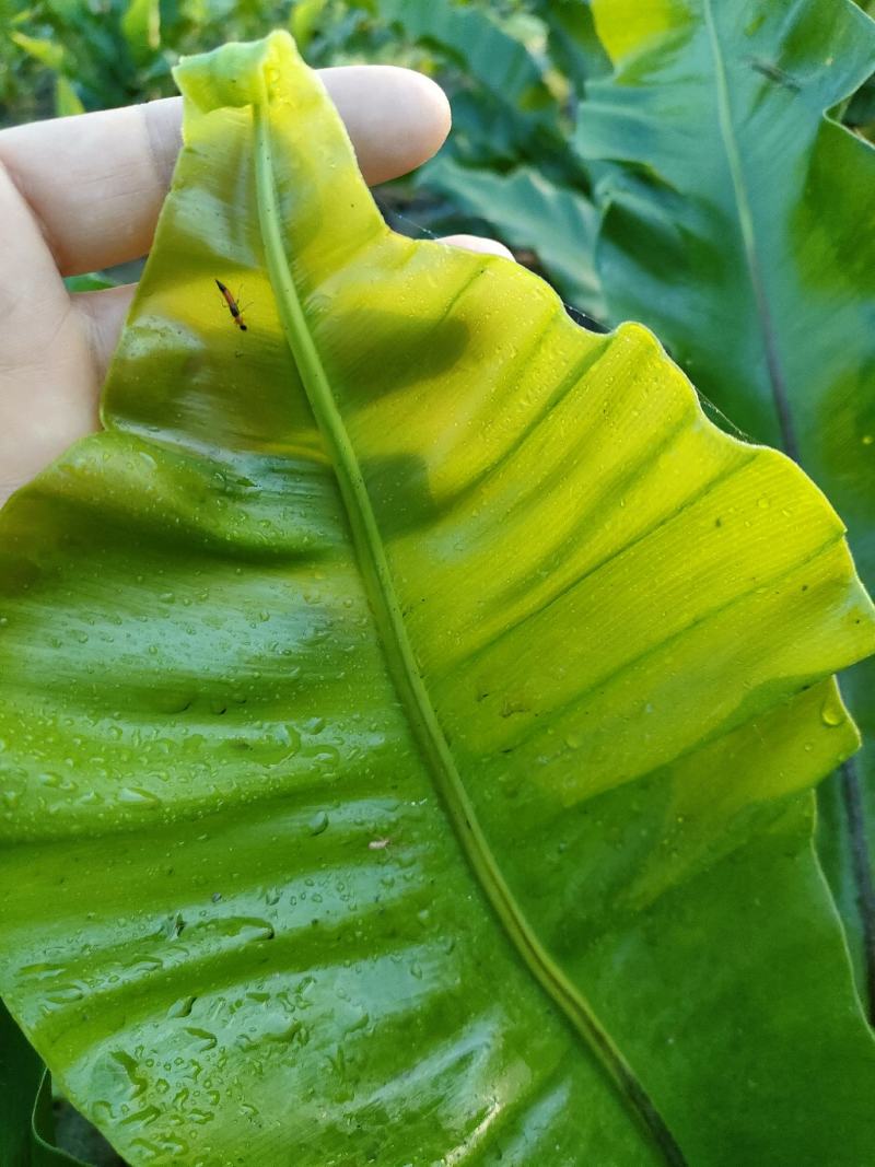 山野菜