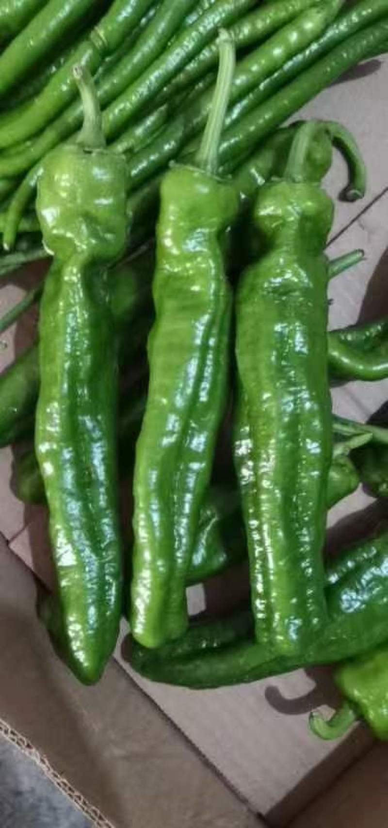 合作社基地货源，线椒，芜湖椒，泡椒，草莓椒，陇椒，薄皮等