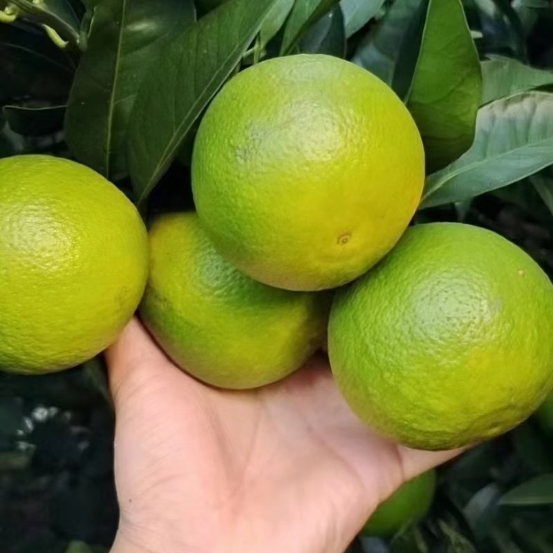广西扶绥红江橙大量上市