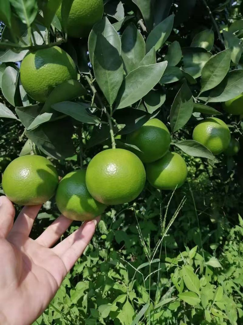 广西扶绥红江橙大量上市