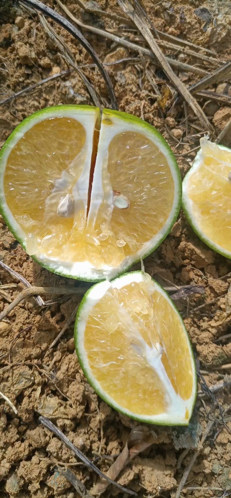 广西扶绥红江橙大量上市