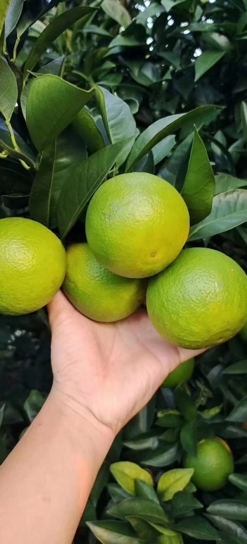 广西扶绥红江橙大量上市