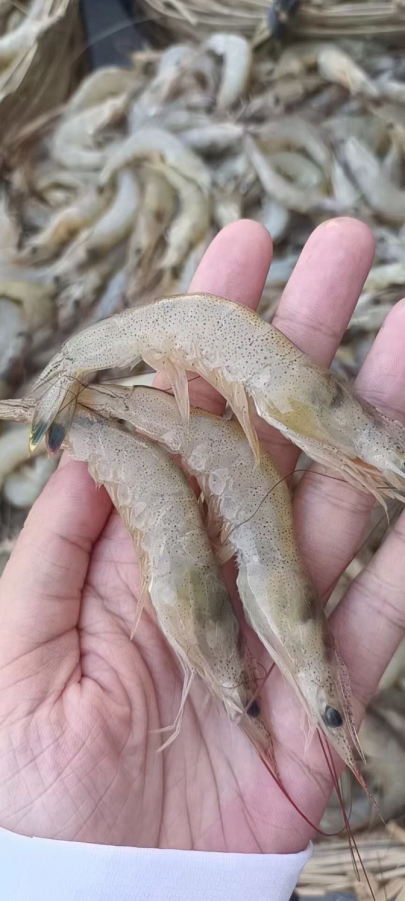 海黄虾，海虾，