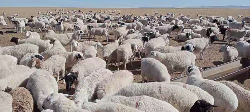 苏尼特彩羊群在秋季草原上放牧场景