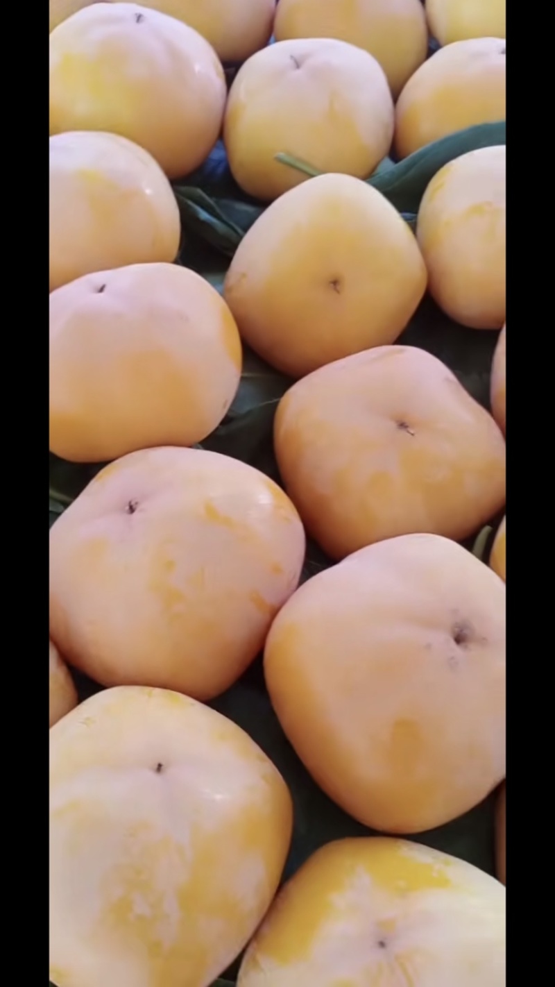 太行山磨盘柿子