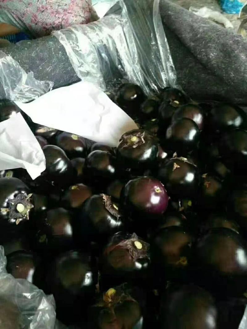精品圆茄，价格实惠，物美价廉。质量保证。
