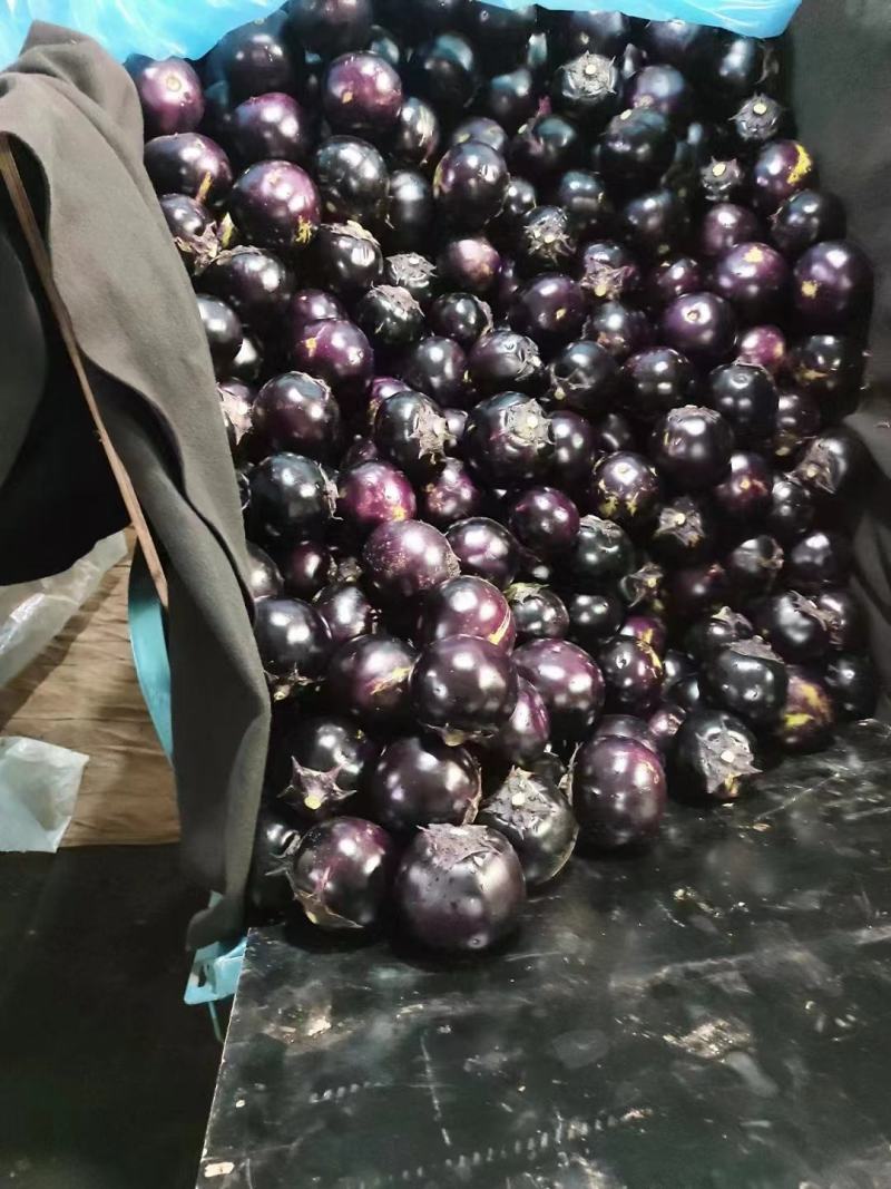 精品圆茄，价格实惠，物美价廉。质量保证。