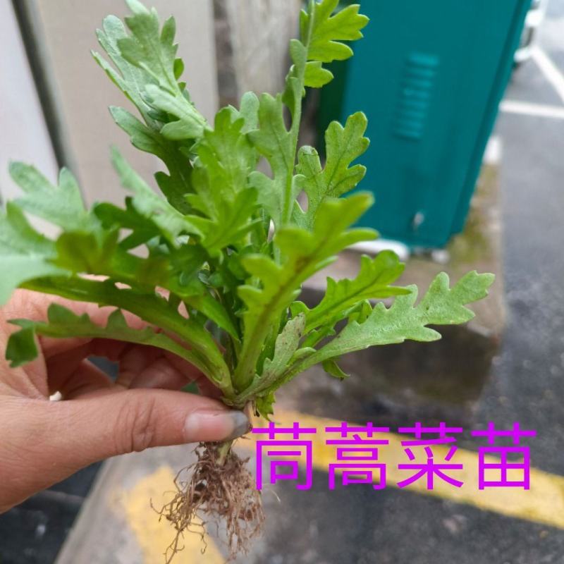 四川茼蒿菜苗