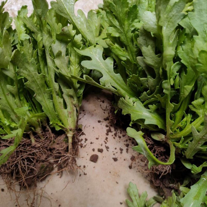 四川茼蒿菜苗