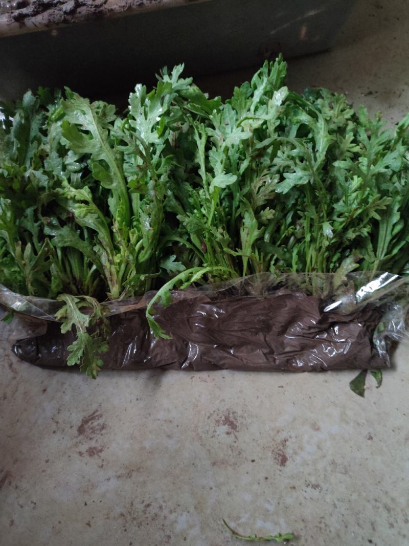 四川茼蒿菜苗