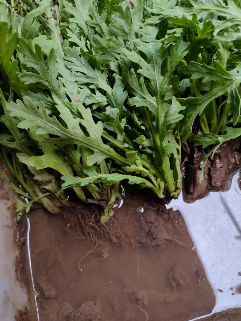 四川茼蒿菜苗