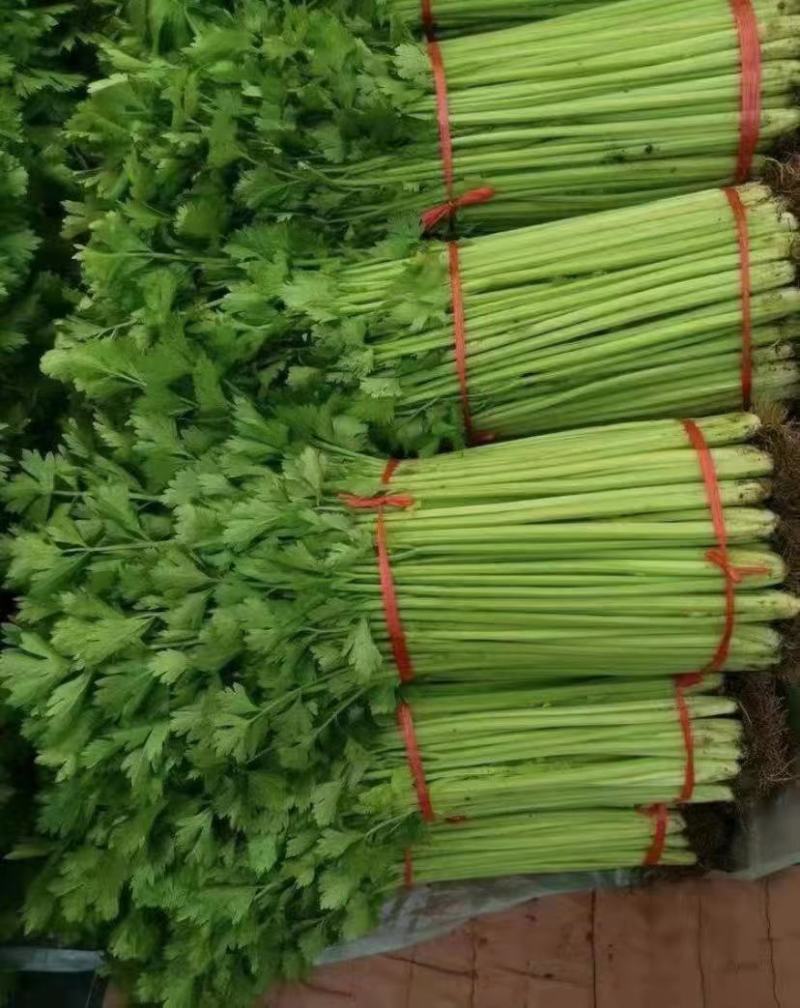 精品芹菜，西芹香芹，物美价廉质量很好。品质兼优。