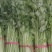 精品芹菜，西芹香芹，物美价廉质量很好。品质兼优。