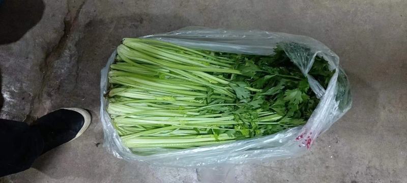 精品芹菜，西芹香芹，物美价廉质量很好。品质兼优。