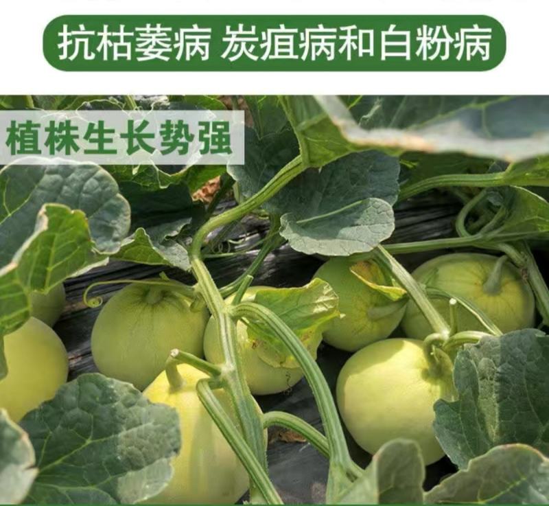 日本甜宝甜瓜种子早熟薄皮绿色成熟时转黄营养丰富口