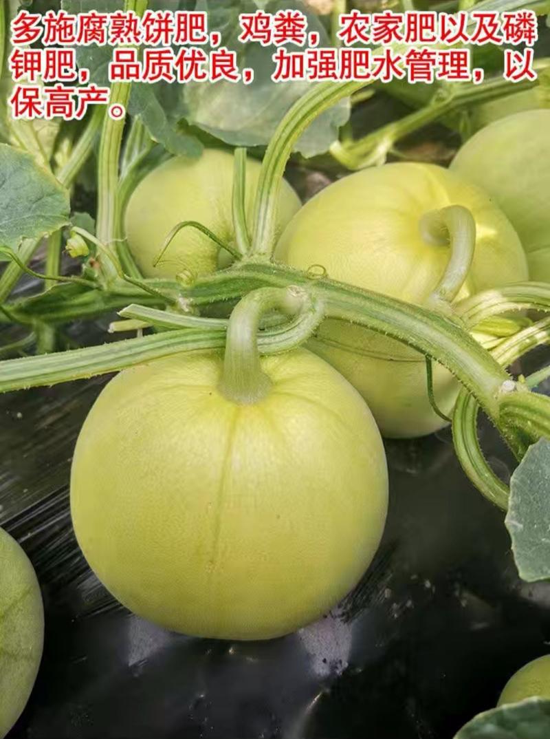 日本甜宝甜瓜种子早熟薄皮绿色成熟时转黄营养丰富口