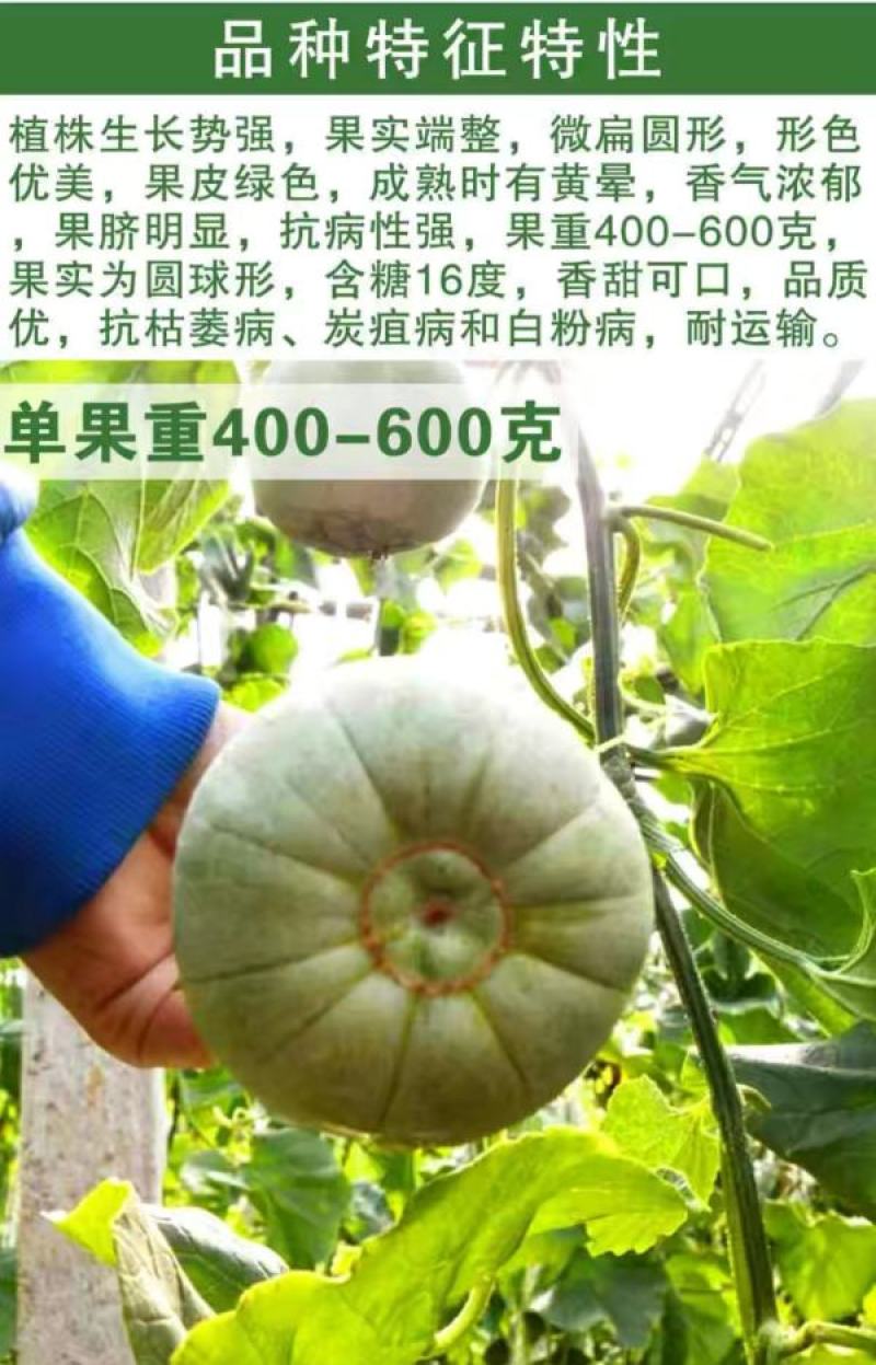 日本甜宝甜瓜种子早熟薄皮绿色成熟时转黄营养丰富口