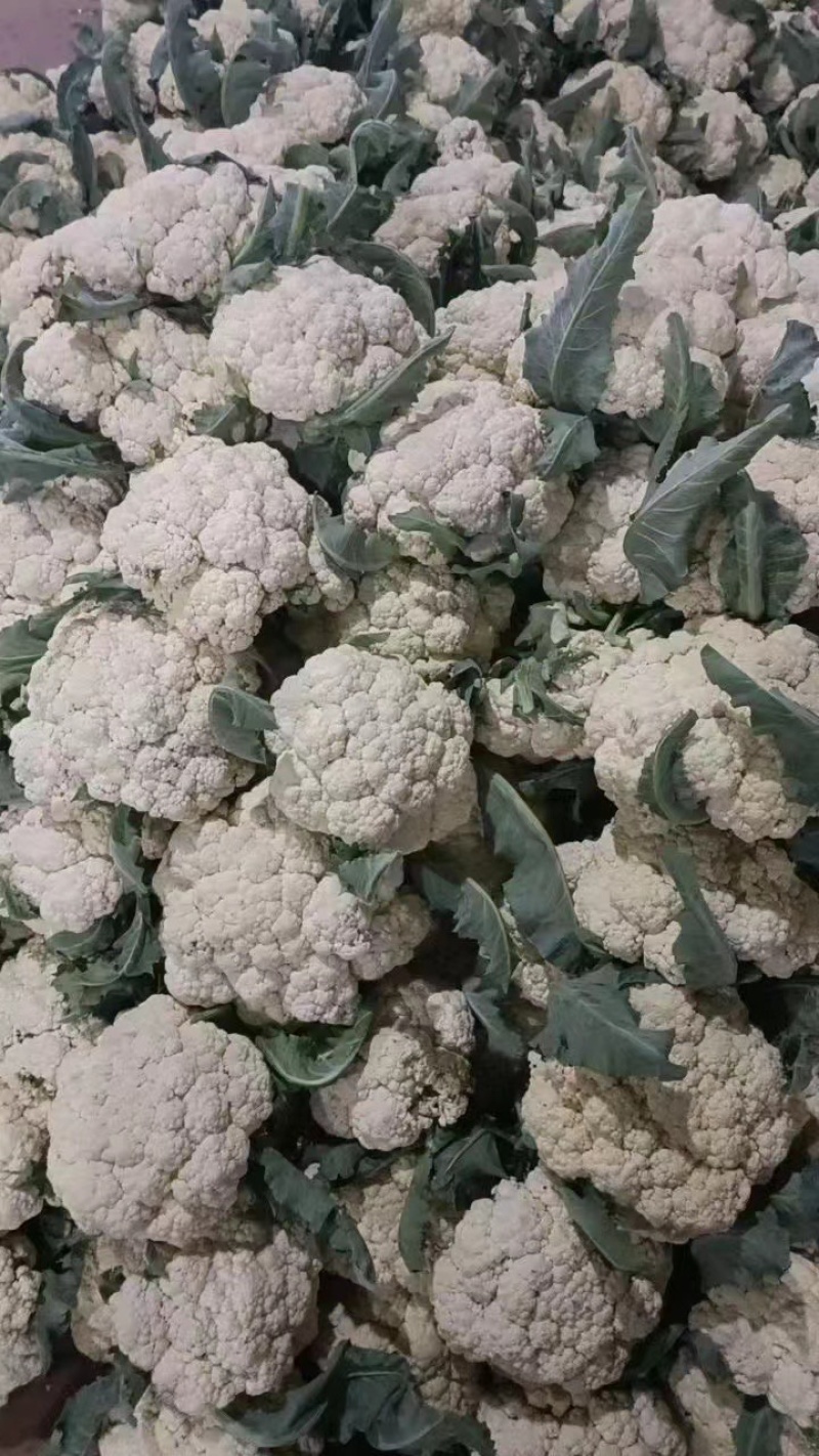 花菜山东松花菜有机菜花大量供应规格齐全欢迎来电咨询