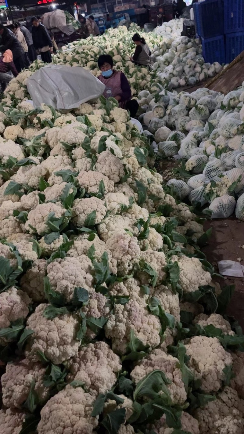 花菜山东松花菜有机菜花大量供应规格齐全欢迎来电咨询