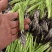 白根蒜苗，穴盘苗易成活，无病害。白、红根蒜种苗。