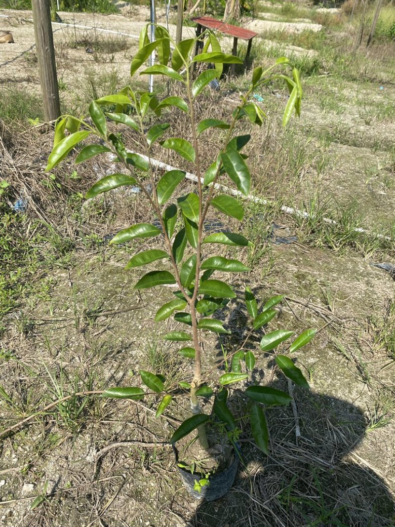 沉香奇楠小苗非常健康，品质保证，种植要选对品种结香产值高！