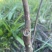 沉香奇楠小苗非常健康，品质保证，种植要选对品种结香产值高！