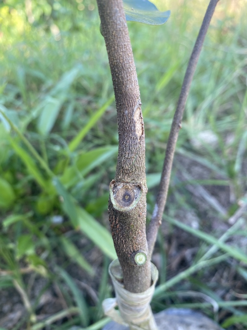 沉香奇楠小苗非常健康，品质保证，种植要选对品种结香产值高！