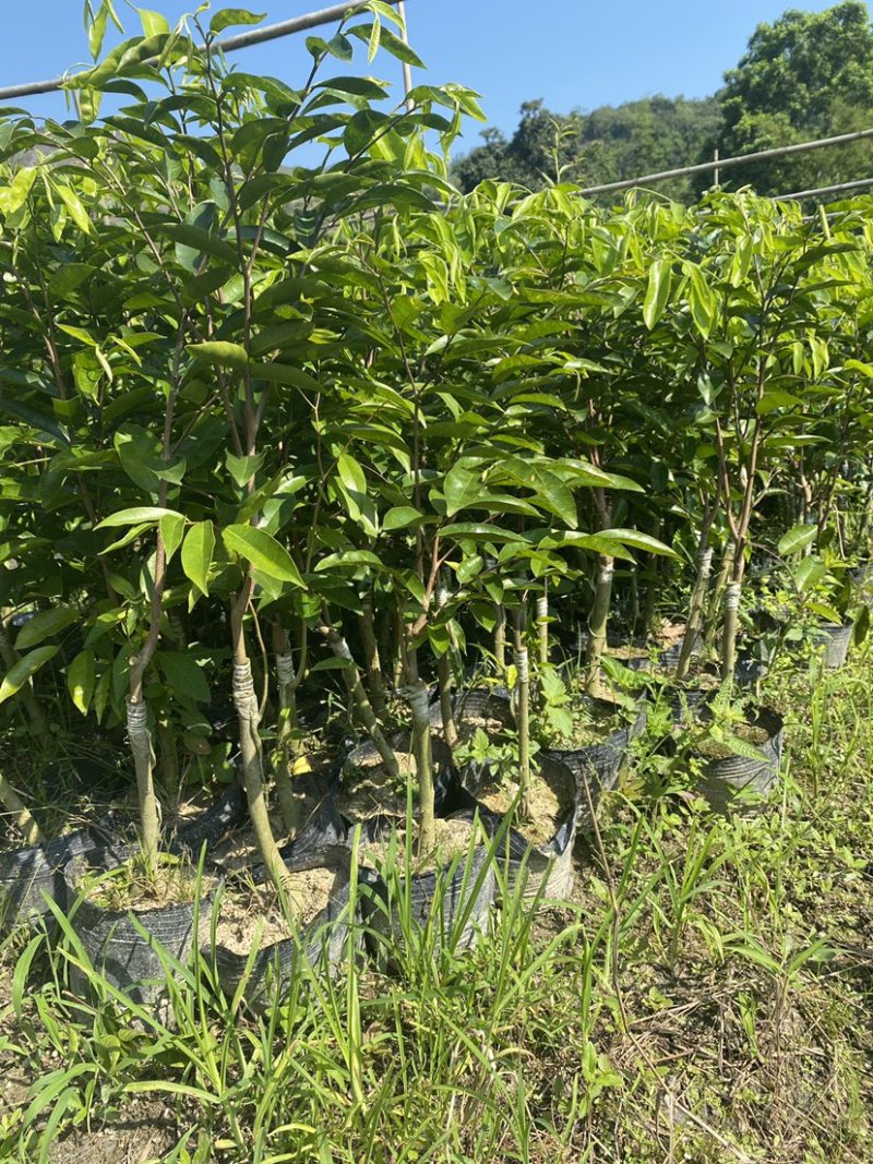 沉香奇楠小苗非常健康，品质保证，种植要选对品种结香产值高！