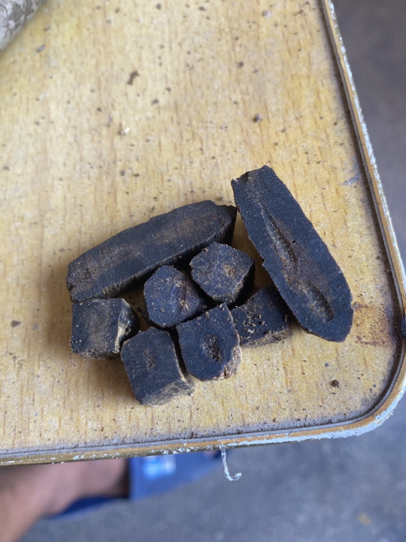沉香奇楠小苗非常健康，品质保证，种植要选对品种结香产值高！