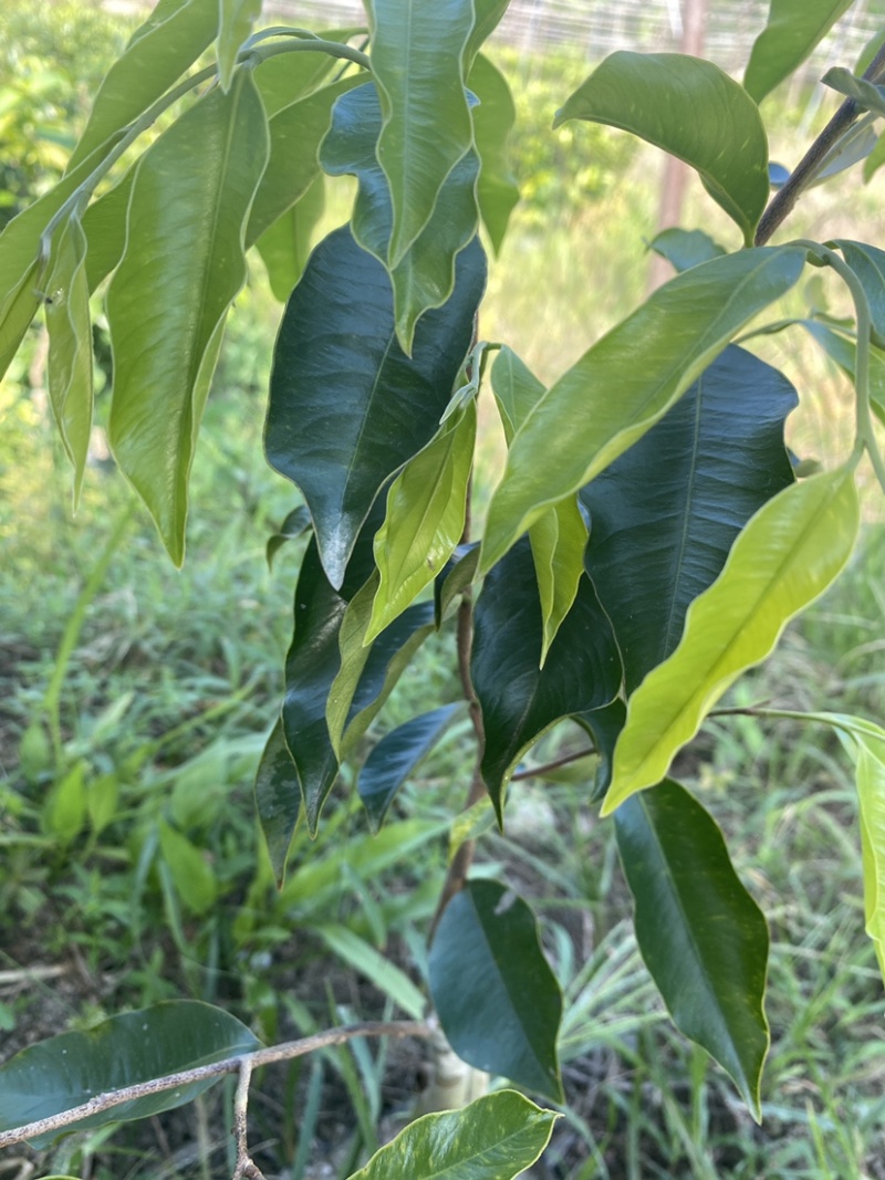 沉香奇楠小苗非常健康，品质保证，种植要选对品种结香产值高！