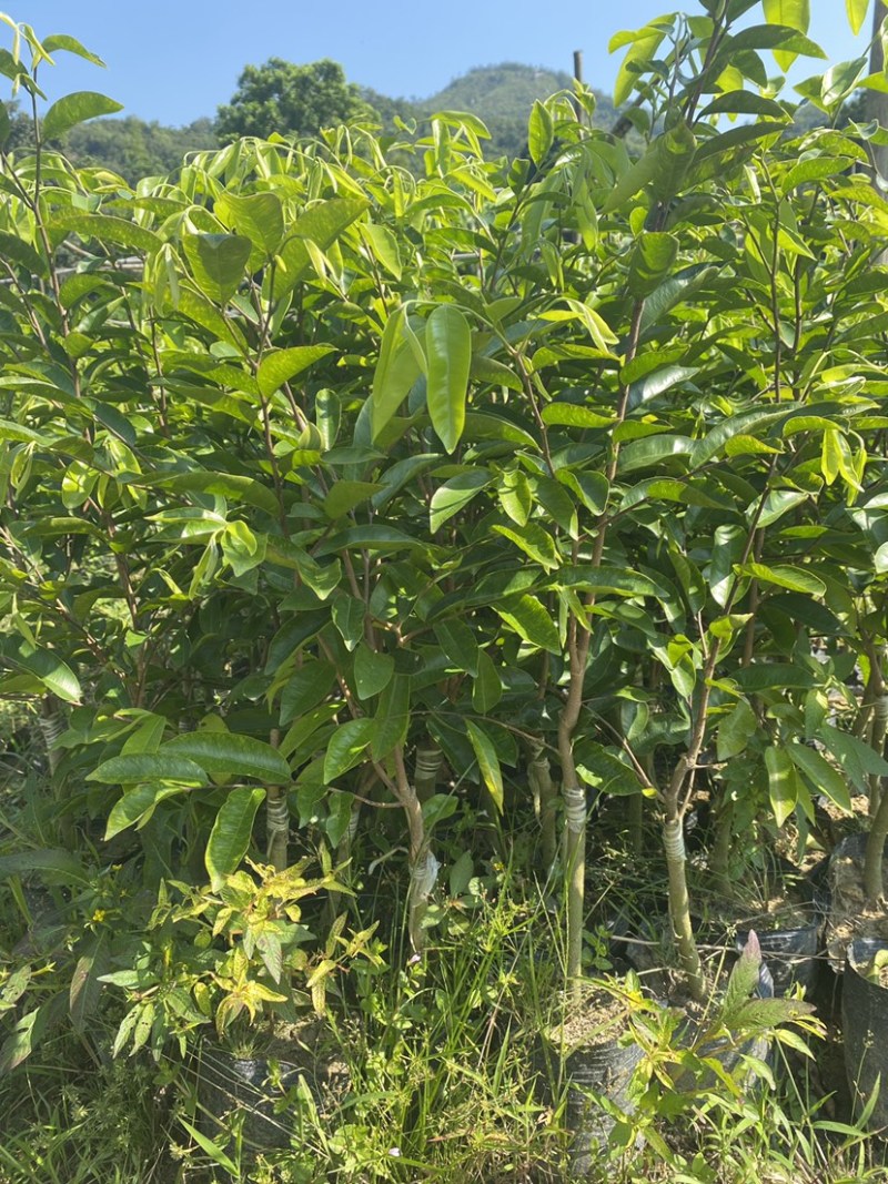 沉香奇楠小苗非常健康，品质保证，种植要选对品种结香产值高！