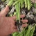 白根蒜苗，穴盘苗易成活，无病害。白、红根蒜种苗。