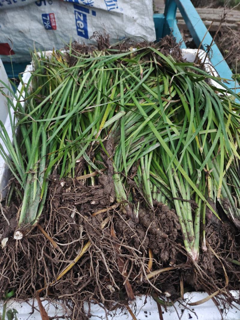 石菖蒲家种驯化苗三年种苗，安徽母本品种