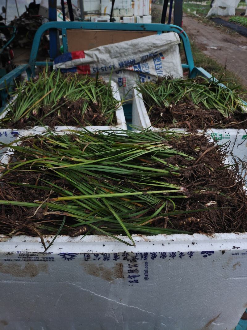石菖蒲家种驯化苗三年种苗，安徽母本品种