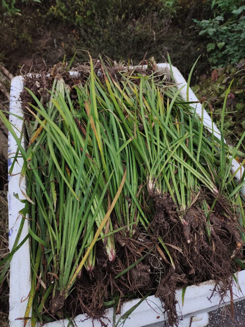 石菖蒲家种驯化苗三年种苗，安徽母本品种