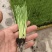 白根蒜苗，穴盘苗易成活，无病害。白、红根蒜种苗。