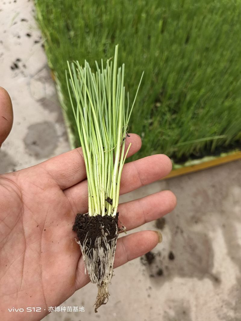 白根蒜苗，穴盘苗易成活，无病害。白、红根蒜种苗。