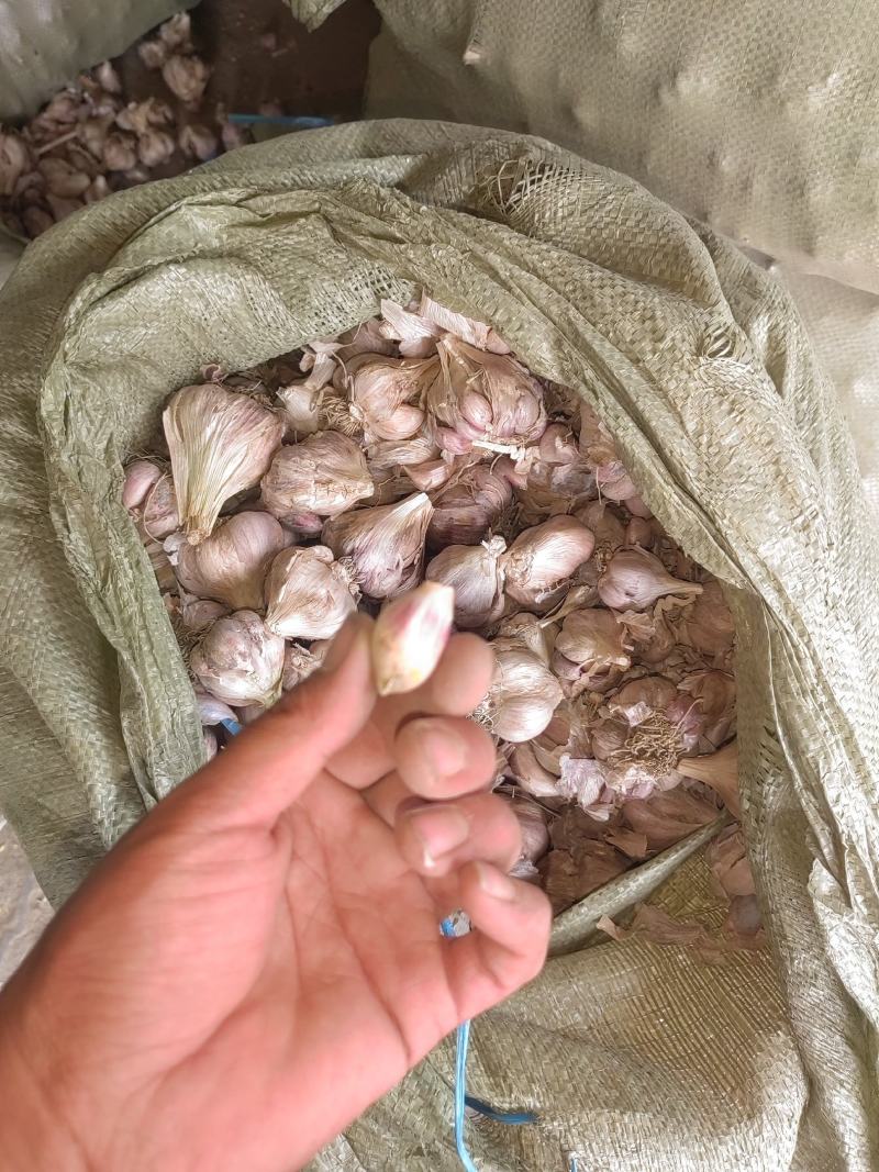 红根蒜苗，（露天货大棚货）千亩种植面积，春节前不断货。