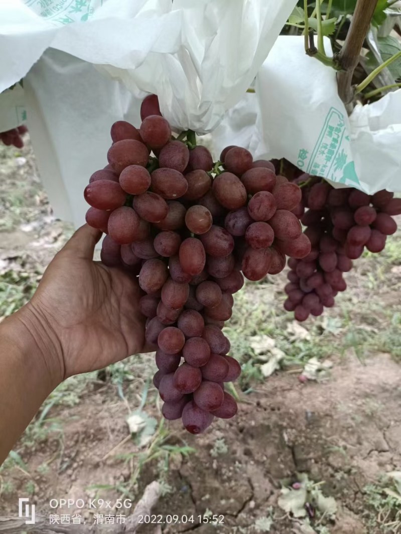 大荔县雨棚浪漫红颜葡萄现货供应欢迎采购货源有保证