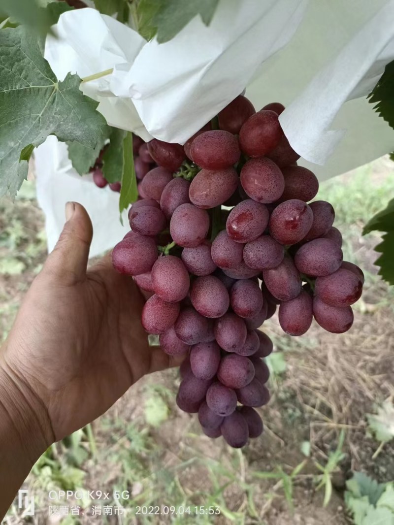 大荔县雨棚浪漫红颜葡萄现货供应欢迎采购货源有保证