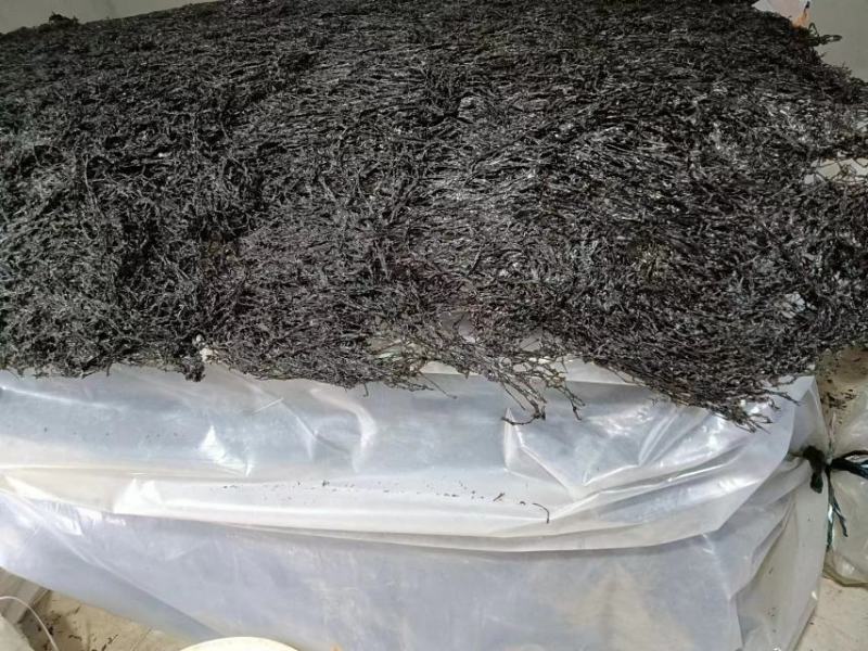 紫菜，福建精品紫菜大量上市，全国发货，欢迎选购