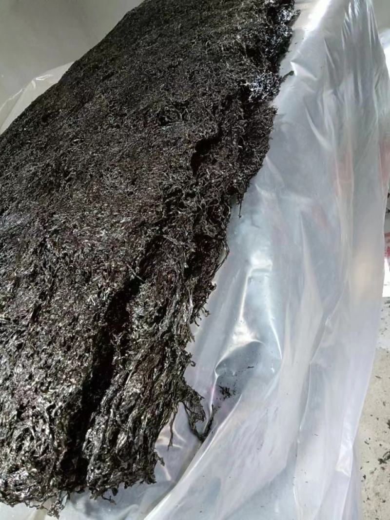 紫菜，福建精品紫菜大量上市，全国发货，欢迎选购